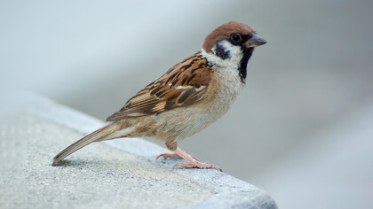 La campagna di eliminazione dei quattro flagelli voluta da Mao nel 1958