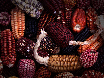 El maíz en la época prehispánica no solamente tuvo la función alimentaria, sino cosmogónica y teológica, de tal manera que se configuraron expresiones paganas que creaban todo un panorama en torno a este cereal