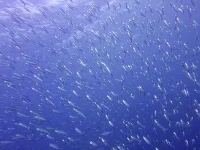 Quello della subacquea è un mondo a sé stante nell’universo dei viaggi