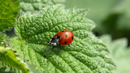 Primavera, le virtù dell'ortica