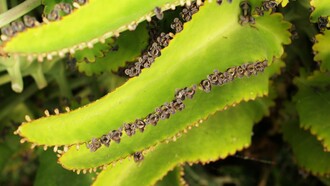 Kalanchoe daigremontiana. Foto: Sabrina Guitart