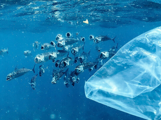 La contaminación plástica ha convertido a los océanos en un inmenso depósito flotante cuyos efectos alcanzan ya a toda la vida del planeta