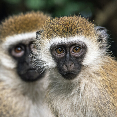 In alcune specie di scimmie in cui tutte le femmine adulte restano al centro della comunità, la competizione si fa ancora molto aspra