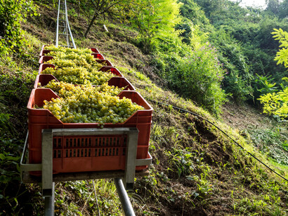 Vendemmia eroica nelle colline del Conegliano Valdobbiadene Prosecco Superiore Docg, foto Arcangelo Piai