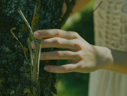 A hand caresses the lush green moss that blankets the surface of a tree