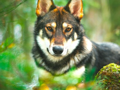 Los últimos lobos del Parque Nacional de la Sila