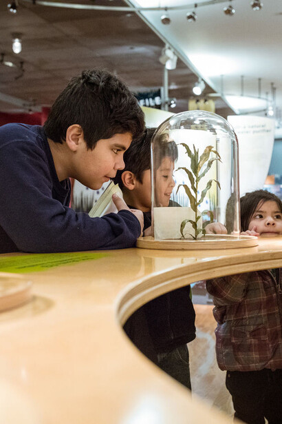 Underground Adventure. Courtesy of Field Museum