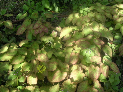 Epimedium da sottobosco in giardino