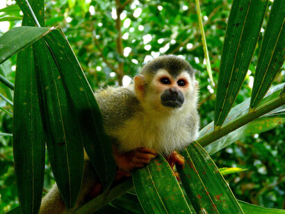 Biodiversidad en Costa Rica