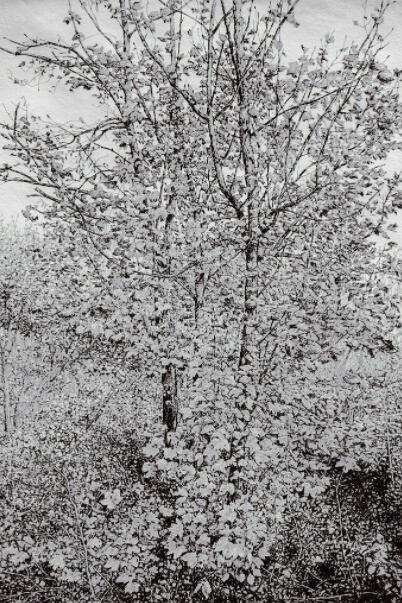 Millefolia. Courtesy of Rebecca Hossack Art Gallery