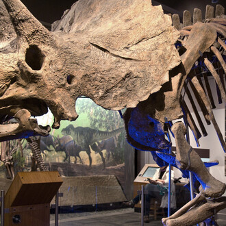 Colossal Fossil. Courtesy of Museum of Science