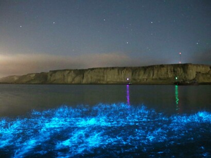Fitoplancton, porto di Gurdim, Chabahar, Iran