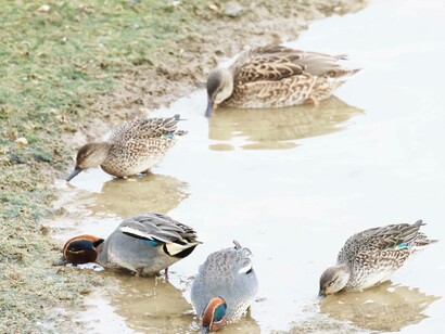 Flock of dabbling Common Teal at Abberton Reservoir, England photo by Gehan de Silva Wijeyeratne