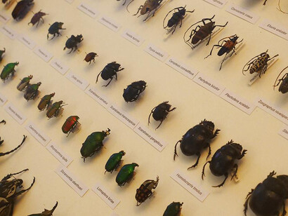The world of insects, exhibition view. Courtesy of the Latvian National Museum of Natural History