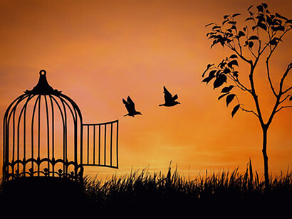 Aves en libertad