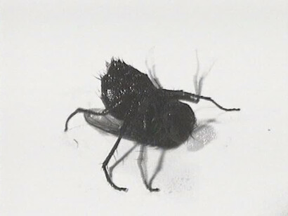 Douglas Gordon, Film Noir (Fly) 1995, Artist Rooms, Presented by the artist jointly to Tate and National Galleries of Scotland 2012, Image courtesy Studio lost but found, Berlin, © Studio lost but found / DACS 2014 
