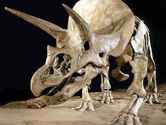 Dinosaur Hall. Courtesy of Royal Tyrrell Museum