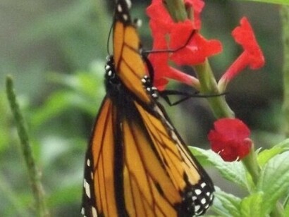 Una mariposa libando en el Insectario de El Pinar