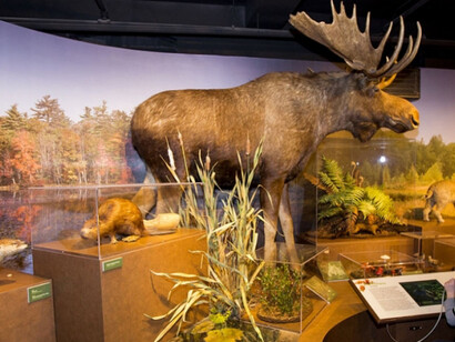 New England Forests. Courtesy of Harvard Museum of Natural History