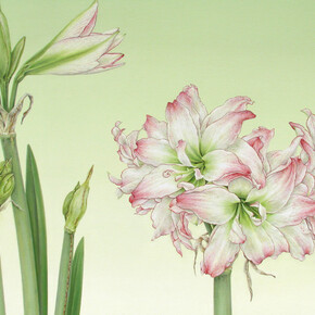 Ingrid Finnan, Amaryllis, 2014 (Hippeastrum c. Aphrodite), Oil on gesso prepared 600 gsm Fabriano Artistico, 43.5 x 53.5 cm