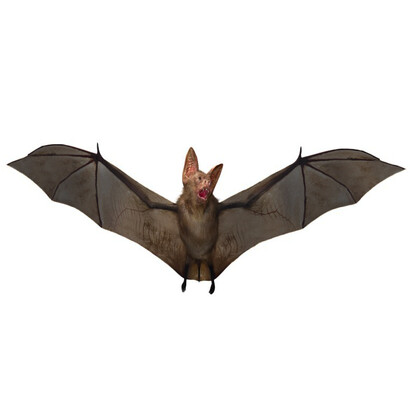 When the time came to utter the last syllable, he had already changed into a skeletal dwarf fruit bat