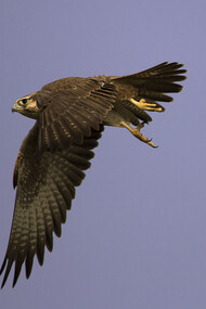 Laggar Falcon in flight