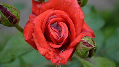 Rosa che sboccia