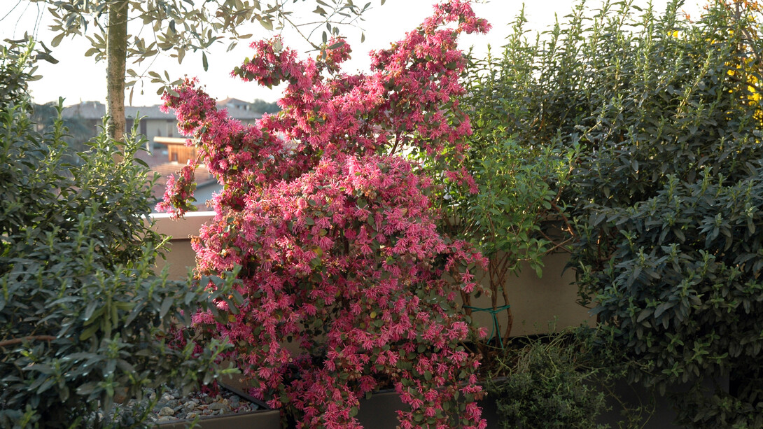 Fioritura di Loropetalum 