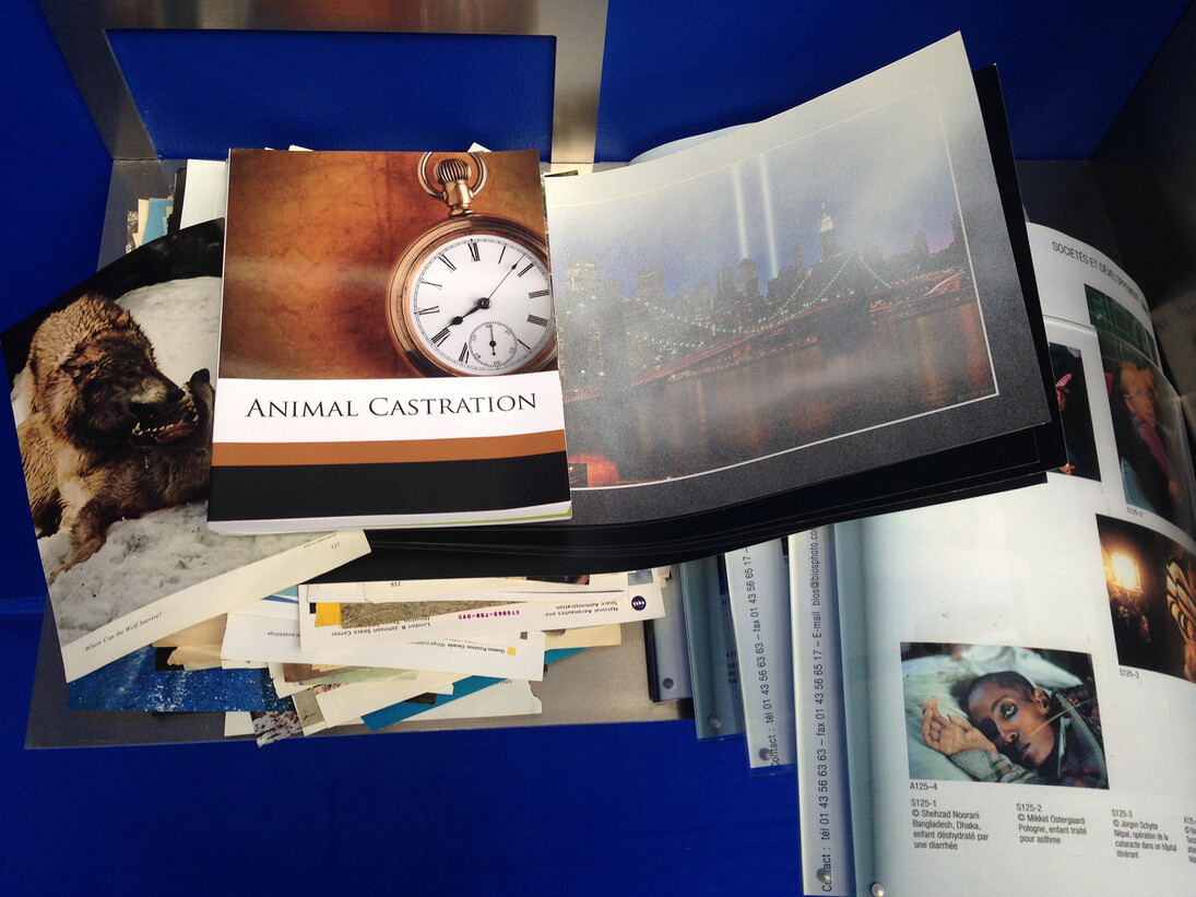 Camille Henrot, The Pale Fox (détail), 2014. Photo : Camille Henrot