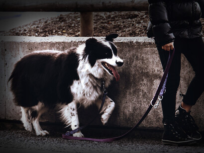 Microcuento 'Estirado'. Perro es paseado por su amo frente a un puente