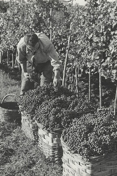 Il vino sulle tavole italiane è una tradizione millenaria che continua a rinnovarsi