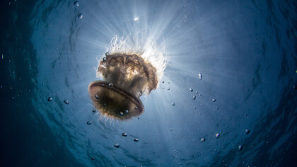 Oceans are an essential component of the Earth's ecosystem