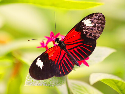 Mariposa posada en una flor