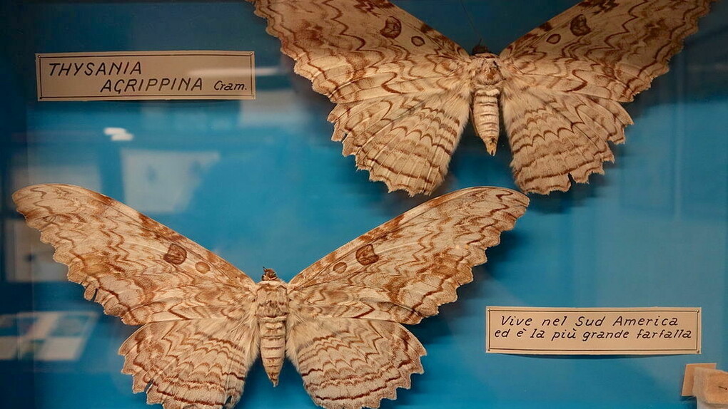 Thysania agrippina, também conhecida como Mariposa-imperador