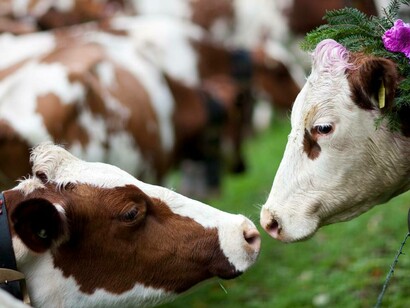 Un team di ricercatori ha provato a verificare se microrganismi presenti nel rumine fossero in grado di metabolizzare anche plastiche