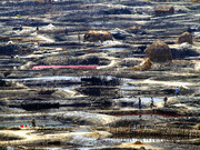 Steve Russell, Pink Pan
