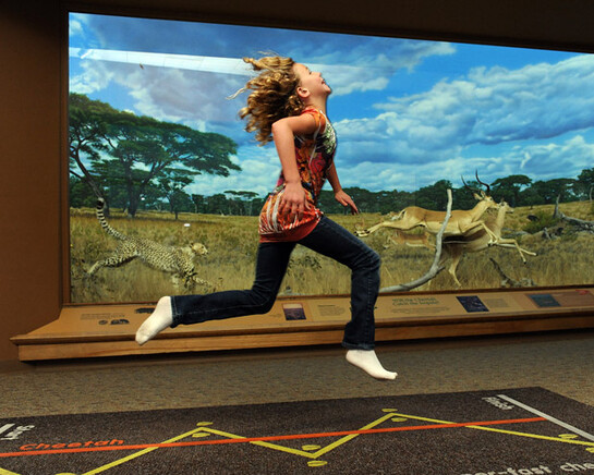 Wildlife Exhibits. Courtesy of Denver Museum of Nature & Science