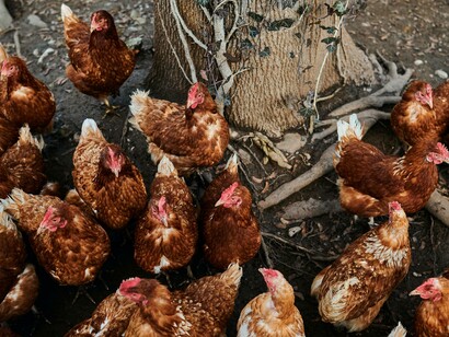 Chickens on a farm by a tree