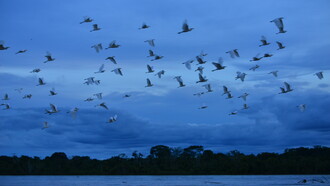 Surcando el río Arauca