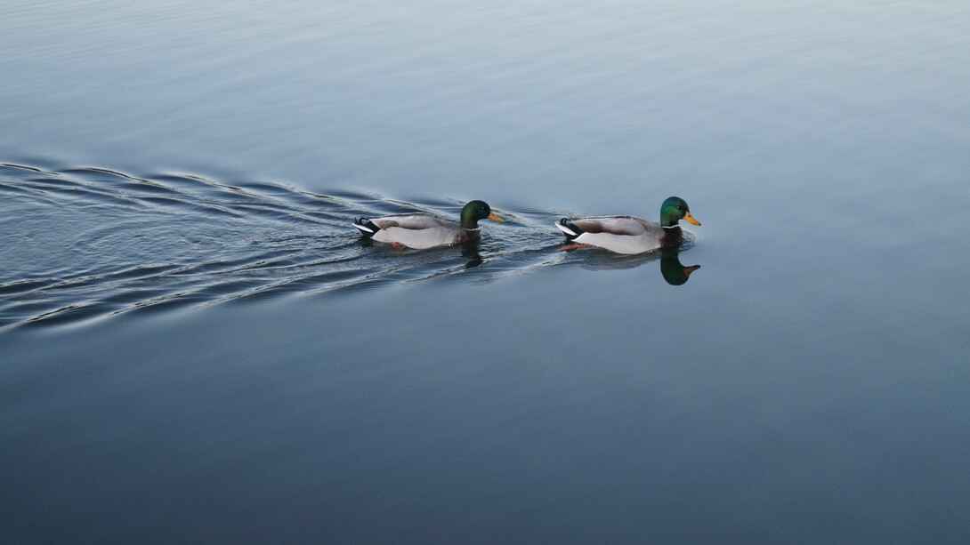 Patos
