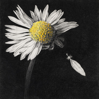 Rosie Sanders, Loves me, loves me not, loves me....’  (Triptych, three separate images) charcoal on Vascari paper, 50 x 50cm/19.75 x 19.75ins each