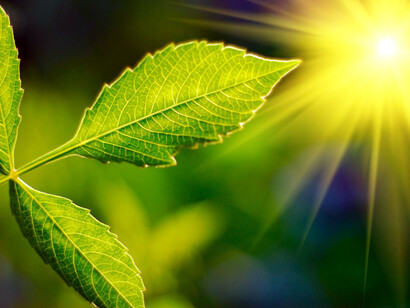 Luce solare e piante