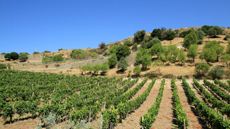 Vigneti Vermentino, tra Liguria e Toscana, Italia