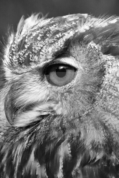 La transliteración «lîylîyth», en el libro de Isaías (34:14), ha sido traducida en varias versiones como lechuza