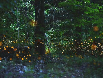 Lucciole nel bosco dietro al fiume Po a Torino, Italia