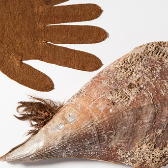 Molluscs. Courtesy of Museum für Naturkunde