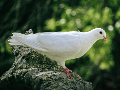Plano lateral de una paloma totalmente blanca posada sobre una superficie rocosa, destacando sobre un fondo natural y verdoso, símbolo de paz