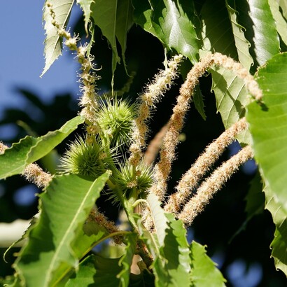 La fioritura del castagno è importante anche per le api, che ne raccolgono il nettare producendo un miele dal sapore intenso e leggermente amarognolo