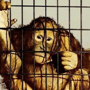 Michelangelo Pistoletto, La scimmia (dettaglio)