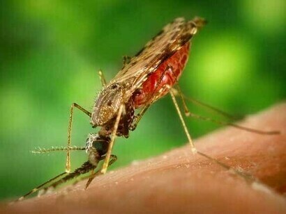      Os esporozoítos viajam pelo sangue e chegam ao fígado
